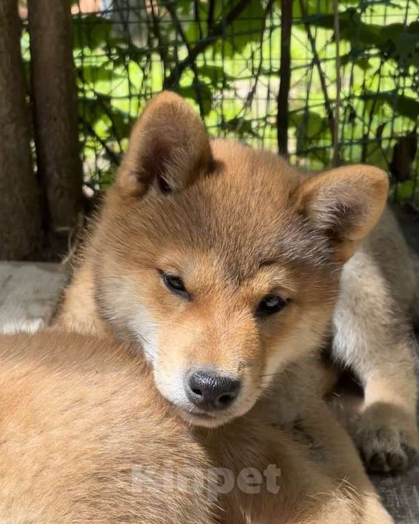 Собаки в Москве: Продажа щенков Сиба ину Девочка, 80 000 руб. - фото 2