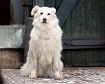 Собаки в Москве: Белка ищет дом! Девочка, Бесплатно - фото 5