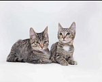 Кошки в Одинцово: Котята Том и Джерри в добрые руки в дар Мальчик, 1 руб. - фото 3