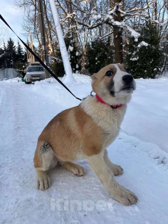 Собаки в Санкт-Петербурге: Щенок ищет дом Девочка, Бесплатно - фото 8
