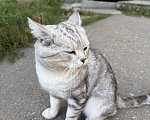 Кошки в Ореховом-Зуево: Спасите кошку Девочка, Бесплатно - фото 1