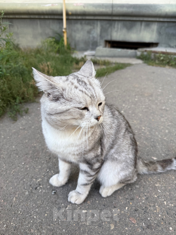 Кошки в Ореховом-Зуево: Спасите кошку Девочка, Бесплатно - фото 1