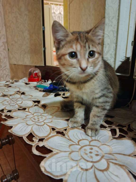 Кошки в Ярославле: Котенок (девочка) 2-3 месяца Девочка, Бесплатно - фото 2