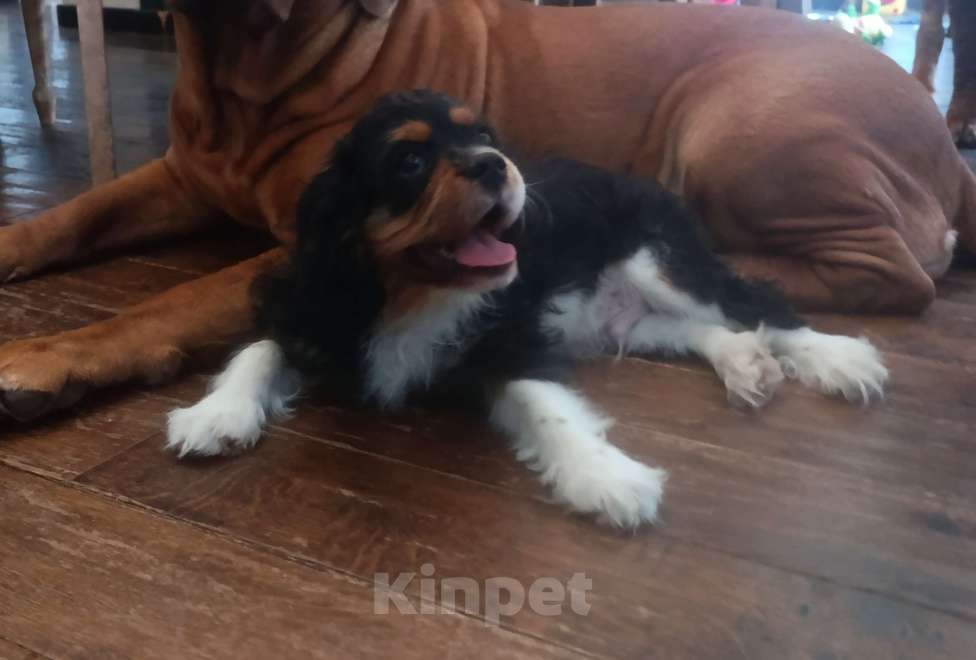 Собаки в Новосибирске: Мальчишки Кавалер Кинг Чарльз спаниель Мальчик, 60 000 руб. - фото 4