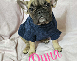 Собаки в Тюмени: Французский Бульдог щенки  Девочка, 40 000 руб. - фото 2