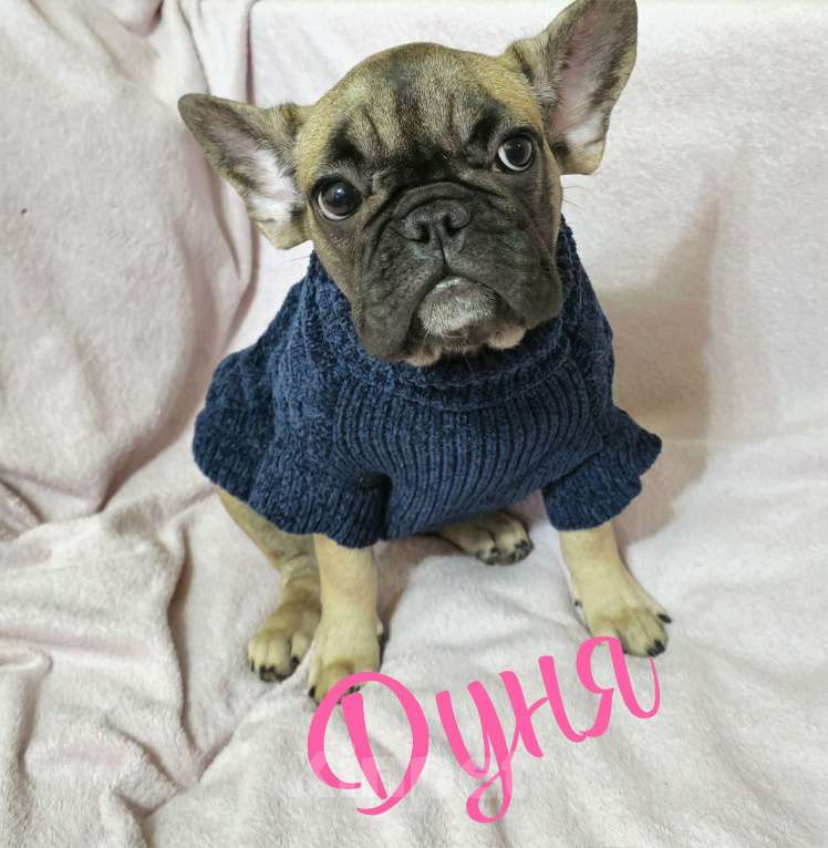 Собаки в Тюмени: Французский Бульдог щенки  Девочка, 40 000 руб. - фото 2