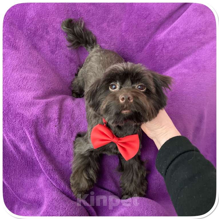 Собаки в Москве: Йорк девочка крупная и взрослая горький шоколад Девочка, 45 000 руб. - фото 7
