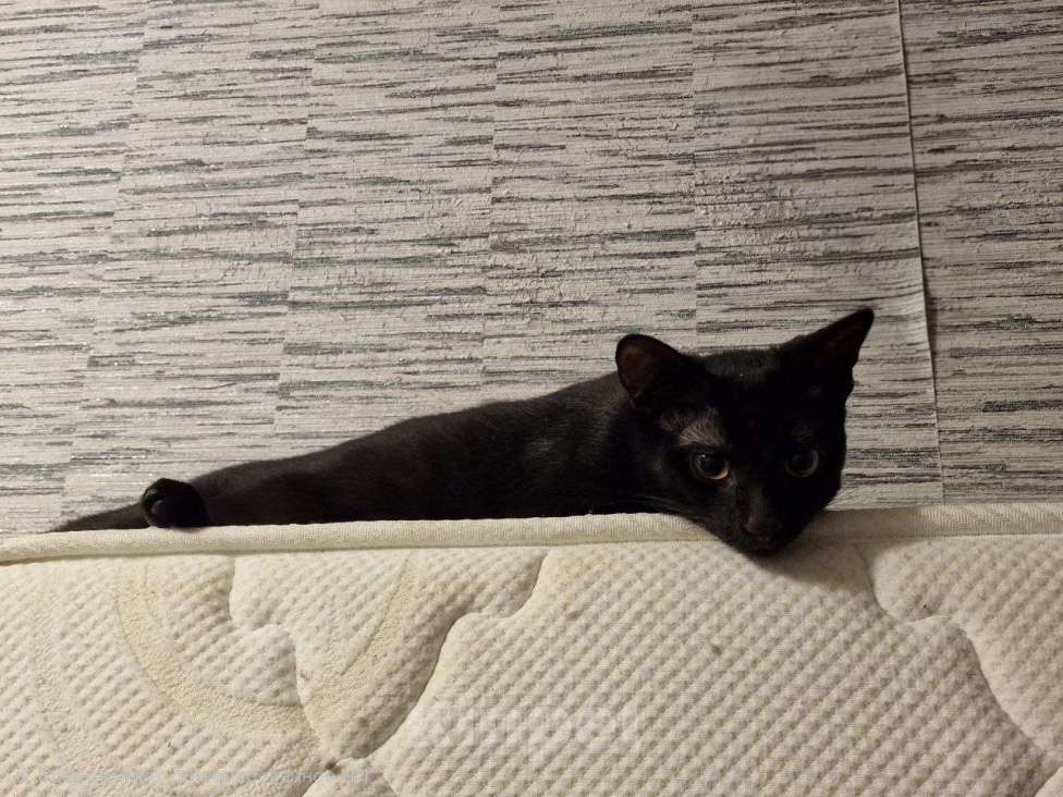 Кошки в Волгограде: Котенок, пол года. Ласковый и игривый. У себя держать не могу.  Мальчик, Бесплатно - фото 5