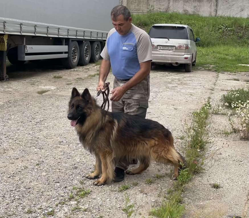 Собаки в Пензе: Щенок немецкой овчарки длинношерстной Мальчик, 35 000 руб. - фото 6