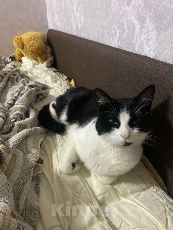 Кошки в Королеве: Добрая кошечка в добрые руки Девочка, Бесплатно - фото 3