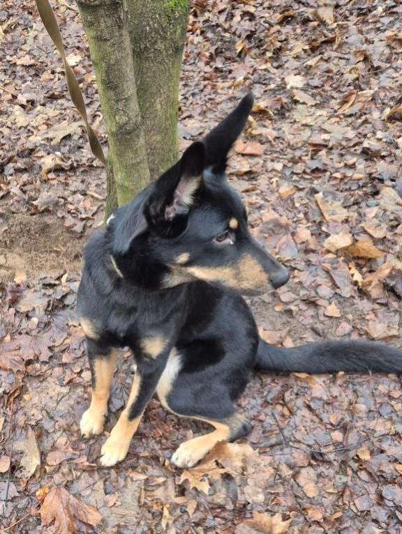 Собаки в Москве: Ищем дом для ласковой домашней собачки Альфы Девочка, 10 руб. - фото 2