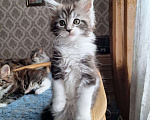 Кошки в Москве: Котята мейн кун Мальчик, 30 000 руб. - фото 2