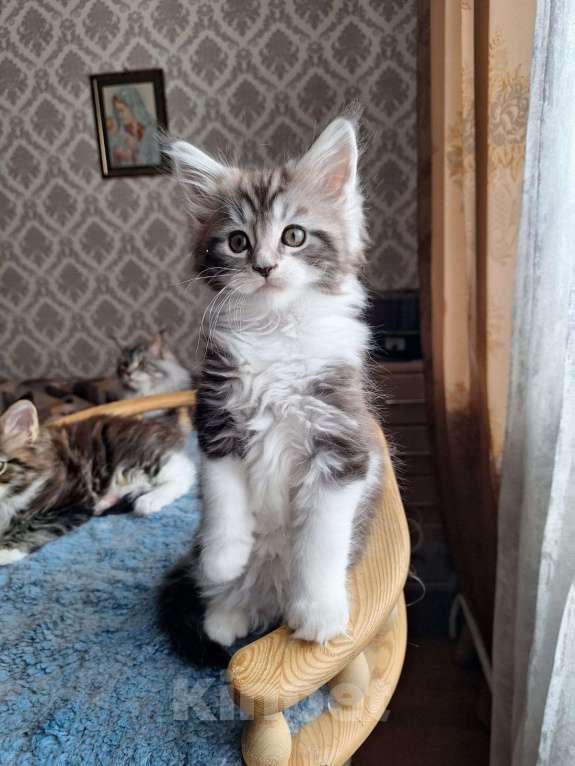 Кошки в Москве: Котята мейн кун Мальчик, 30 000 руб. - фото 2