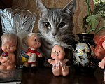 Кошки в Москве: Кот Кузя ищет дом Мальчик, Бесплатно - фото 2