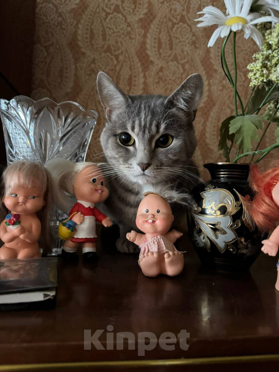 Кошки в Москве: Кот Кузя ищет дом Мальчик, Бесплатно - фото 2
