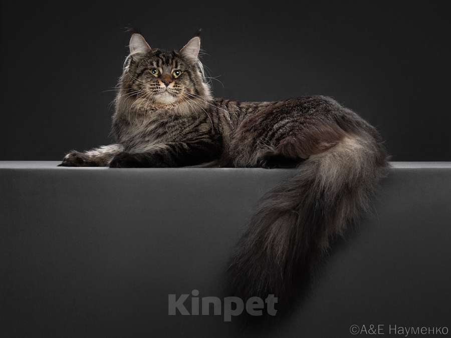 Кошки в других городах Ярославской области: Мейн кун мальчик Мальчик, Бесплатно - фото 9