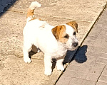Собаки в других городах Краснодарского края: Мальчик Джек Рассел терьер Мальчик, 25 000 руб. - фото 8