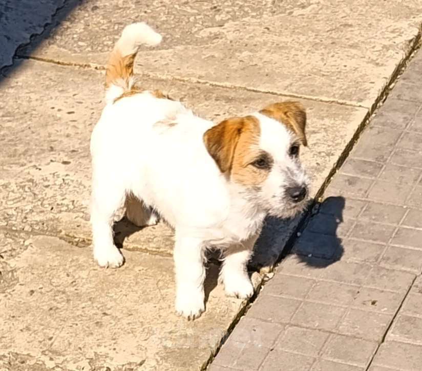 Собаки в других городах Краснодарского края: Мальчик Джек Рассел терьер Мальчик, 25 000 руб. - фото 8