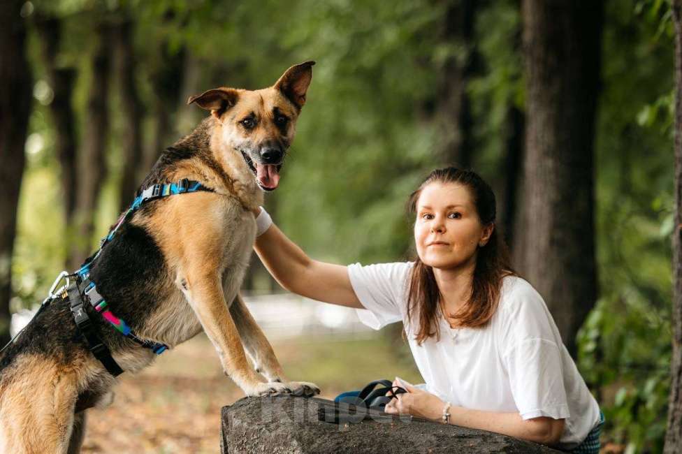 Собаки в Москве: Дёма - неограненный бриллиант, в поиске своего дома! Мальчик, Бесплатно - фото 6