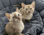 Кошки в Санкт-Петербурге: Бурманские котята девочки Девочка, 23 000 руб. - фото 2