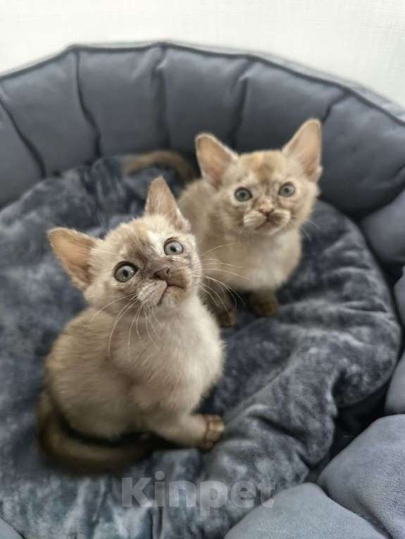 Кошки в Санкт-Петербурге: Бурманские котята девочки Девочка, 23 000 руб. - фото 2