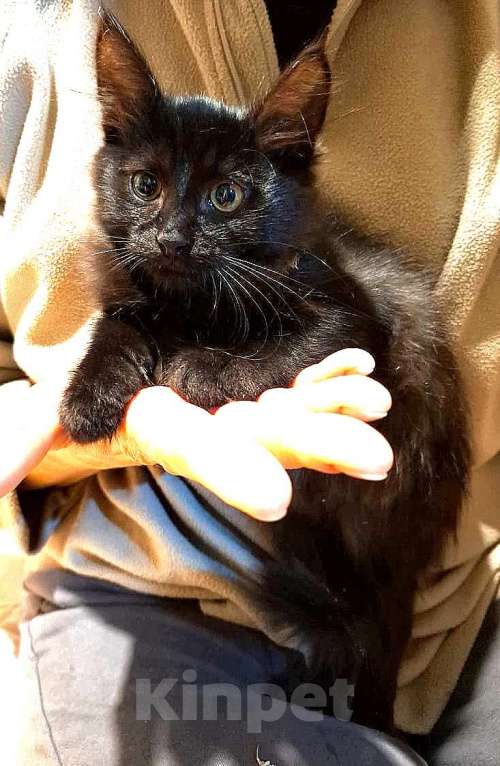 Кошки в других городах Московской области: Котенок в добрые и ответственные руки Мальчик, Бесплатно - фото 1