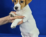 Собаки в Москве: Джек рассел Девочка, 40 000 руб. - фото 5