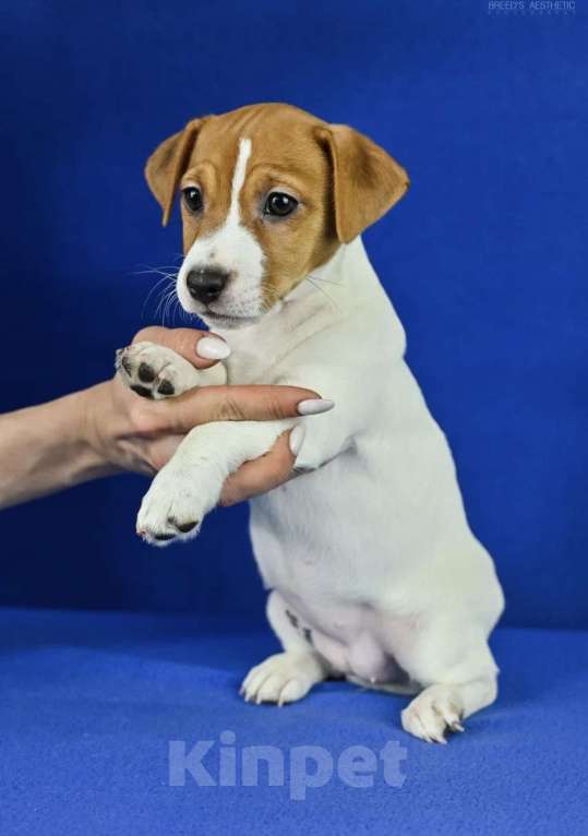 Собаки в Москве: Джек рассел Девочка, 40 000 руб. - фото 5