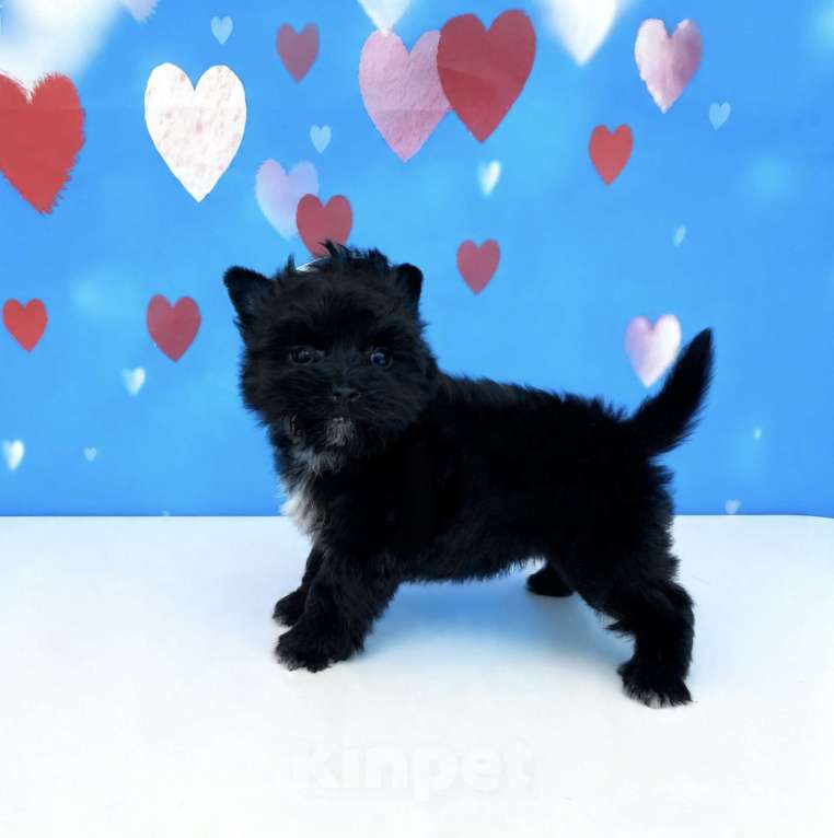 Собаки в Москве: Чёрный йорк мальчик стандарт Мальчик, 80 000 руб. - фото 2