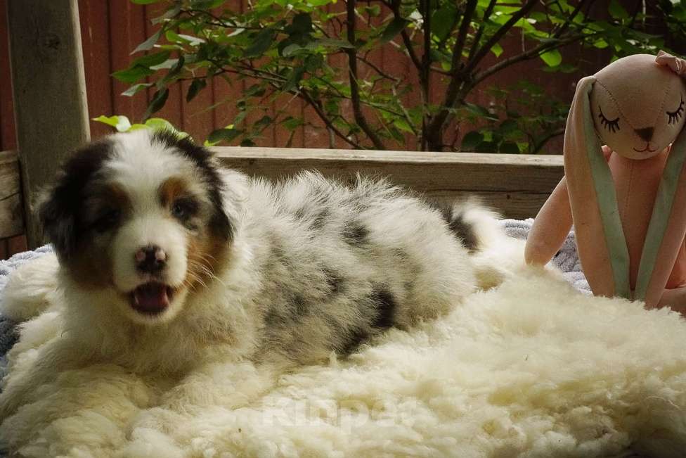 Собаки в Ростове-на-Дону: Мальчики аусси Мальчик, Бесплатно - фото 2