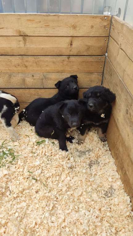 Собаки в Санкт-Петербурге: Отдам щенка бесплатно Девочка, Бесплатно - фото 2