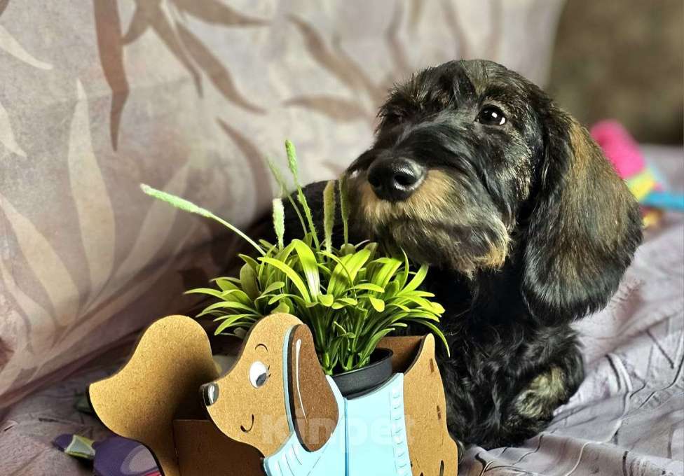 Собаки в других городах Московской области: Щенок жесткошерстной таксы Мальчик, 20 000 руб. - фото 3