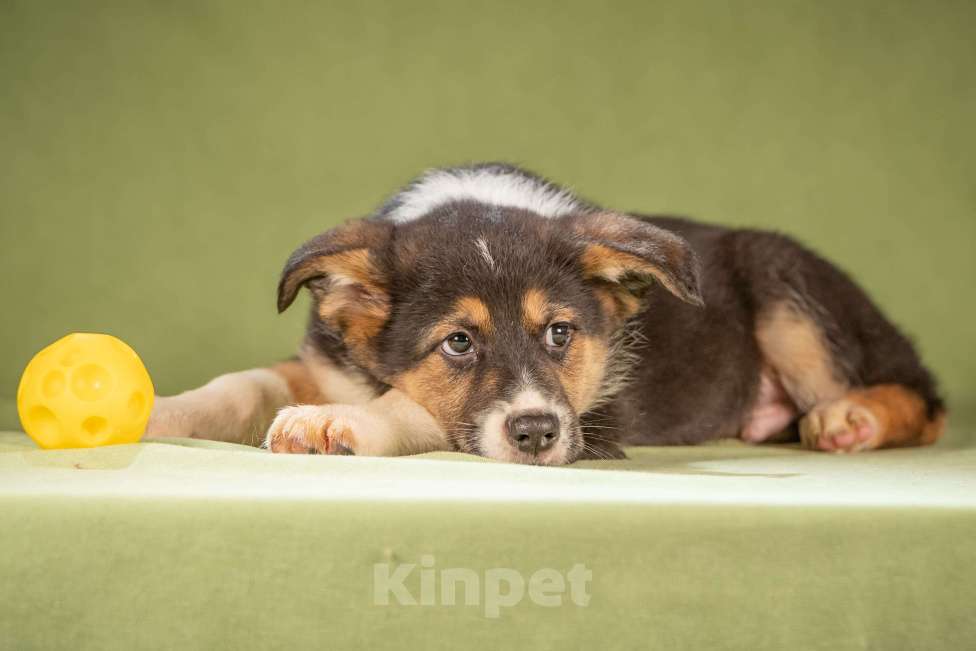 Собаки в Клине: Каштан - важный малыш Мальчик, Бесплатно - фото 10