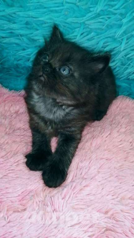 Кошки в Москве: Шотландские котята хайленд Мальчик, 5 000 руб. - фото 6