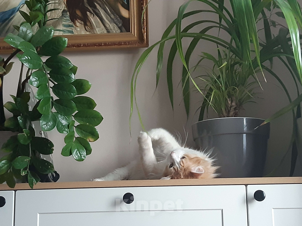 Кошки в Ижевске: Пушистый милаха Мальчик, Бесплатно - фото 5