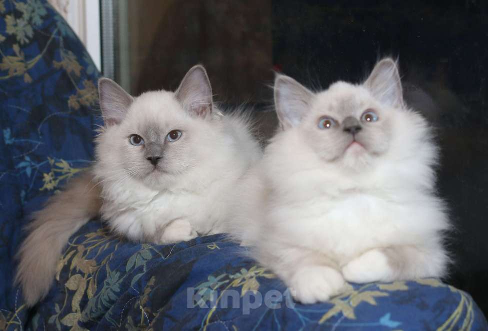 Кошки в Санкт-Петербурге: Рэгдолл Мальчик, 40 000 руб. - фото 3