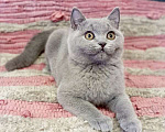 Кошки в Москве: Британский голубой котик, Gek TinArden*RU Мальчик, 30 000 руб. - фото 3