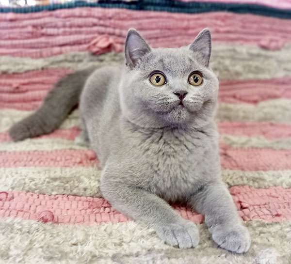 Кошки в Москве: Британский голубой котик, Gek TinArden*RU Мальчик, 30 000 руб. - фото 3