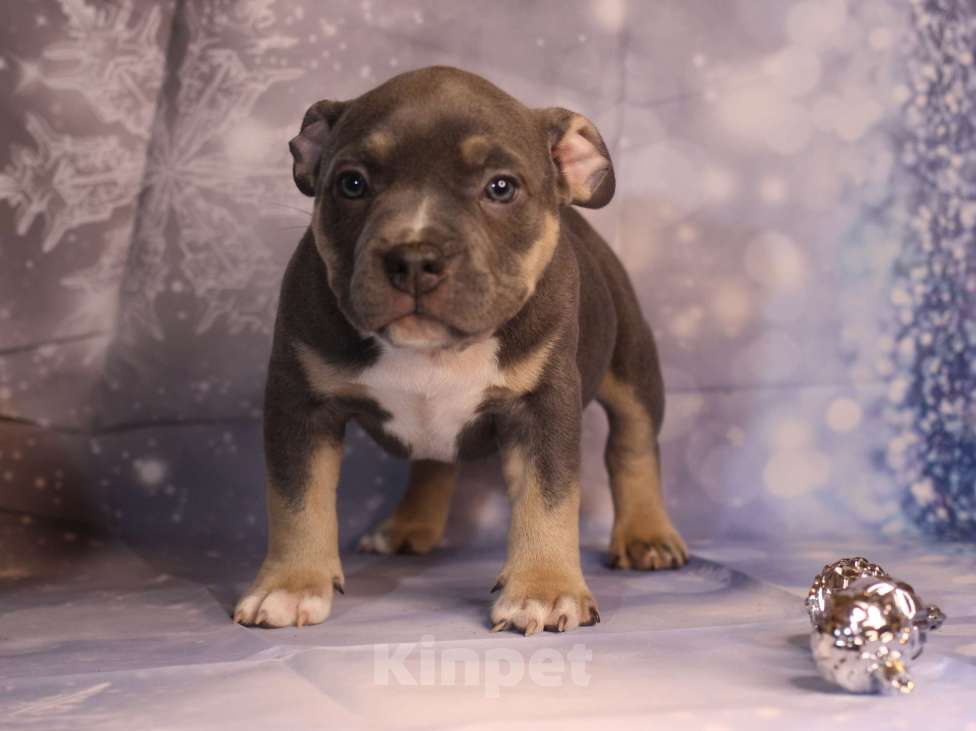 Собаки в Всеволожске: ММ ДАГРОМИС БАРОЛЛО Мальчик, Бесплатно - фото 4