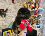 Собаки в Москве: Шпиц померанский в медвежьем типе мальчик из племенного питомника Мальчик, Бесплатно - фото 1