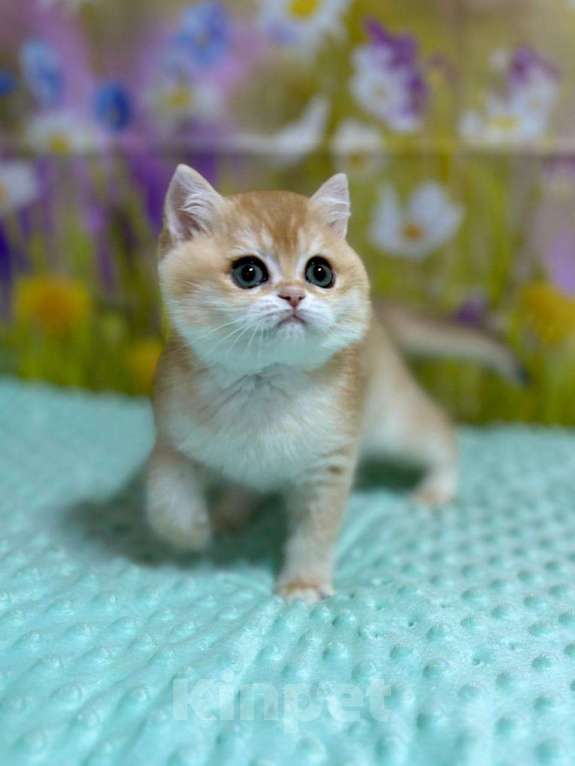 Кошки в Москве: Британская золотая шиншилла  Девочка, 60 000 руб. - фото 2