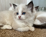 Кошки в Люберцах: Продажа котят породы Регдолл Девочка, 60 000 руб. - фото 2