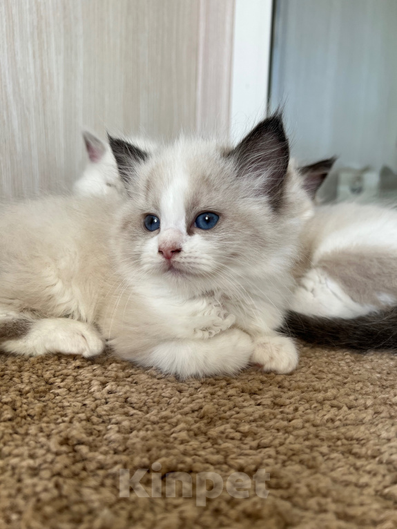Кошки в Люберцах: Продажа котят породы Регдолл Девочка, 60 000 руб. - фото 2