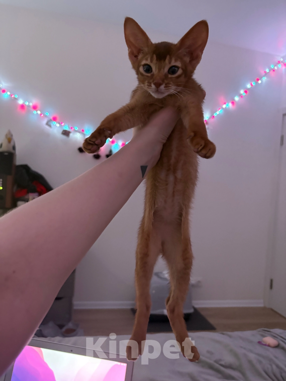 Кошки в других городах Московской области: 💥Продается котенок ( Окрaс сорpель ). Мальчик, 40 000 руб. - фото 4