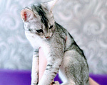 Кошки в Полярном: Чаузи котята, 40 000 руб. - фото 4