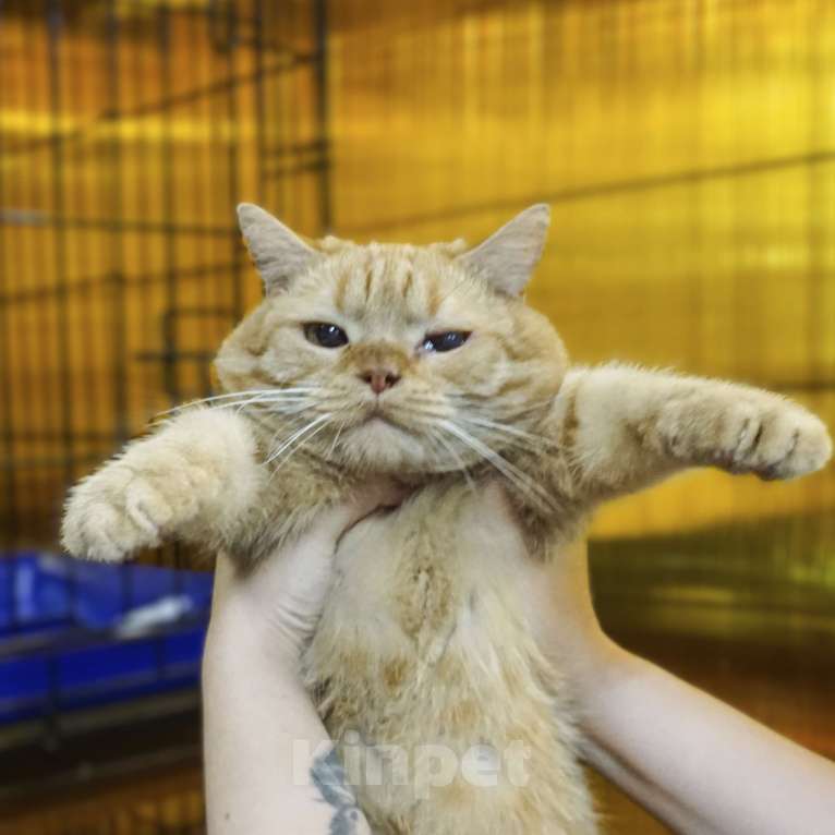 Кошки в Москве: Красавчик Мальчик, Бесплатно - фото 1