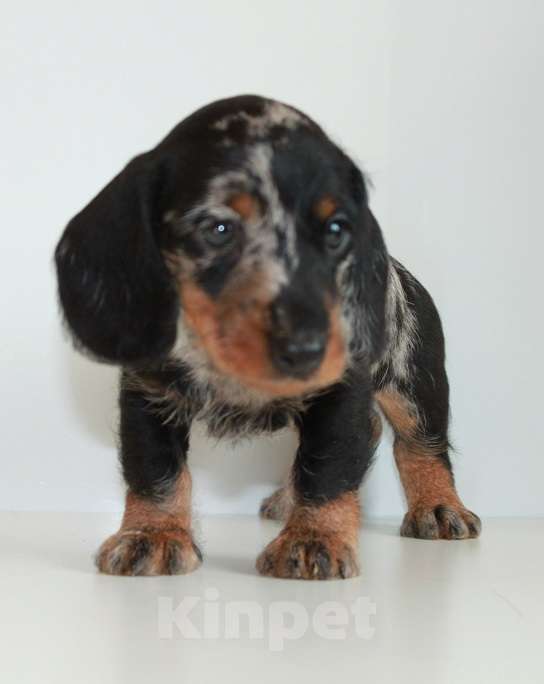 Собаки в Москве: такса миниатюрная мраморная Мальчик, Бесплатно - фото 2