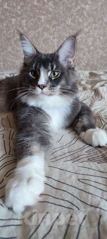 Кошки в других городах Московской области: Котенок мейн кун.  Мальчик, 45 000 руб. - фото 7