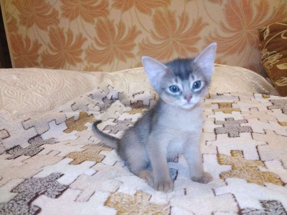 Кошки в Щелково: Абиссинские котята голубого окраса Мальчик, 22 900 руб. - фото 7