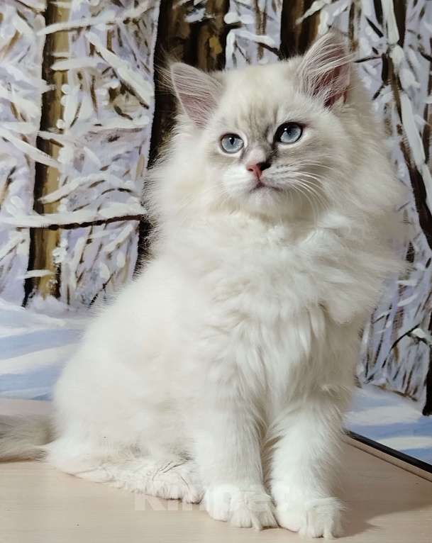 Кошки в Астрахани: Предлагают я котята от чемпиона мира, для шоу, разведения и просто для души!  Мальчик, Бесплатно - фото 2